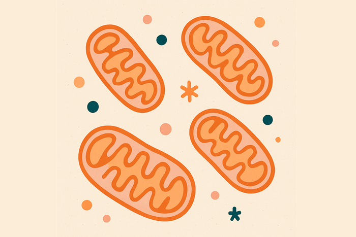 mitochondrien